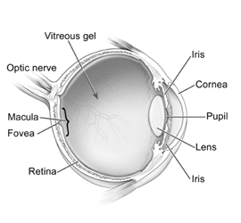 Diagram of The Eye Oakland Eye Clinic in Rochester